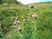 Tanti altri fiori sempre nella conca dei Campelli (6)